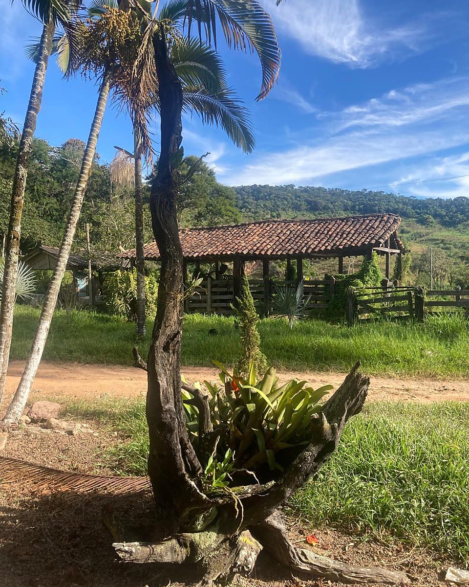 Palmeiras e paisagem da Fazenda Cachoeira